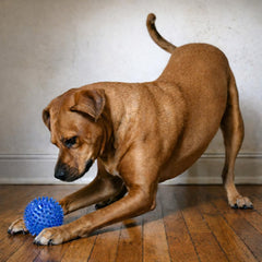 Cutie's PetBox squeaky spike ball blue close-up—engaging texture for chewing.