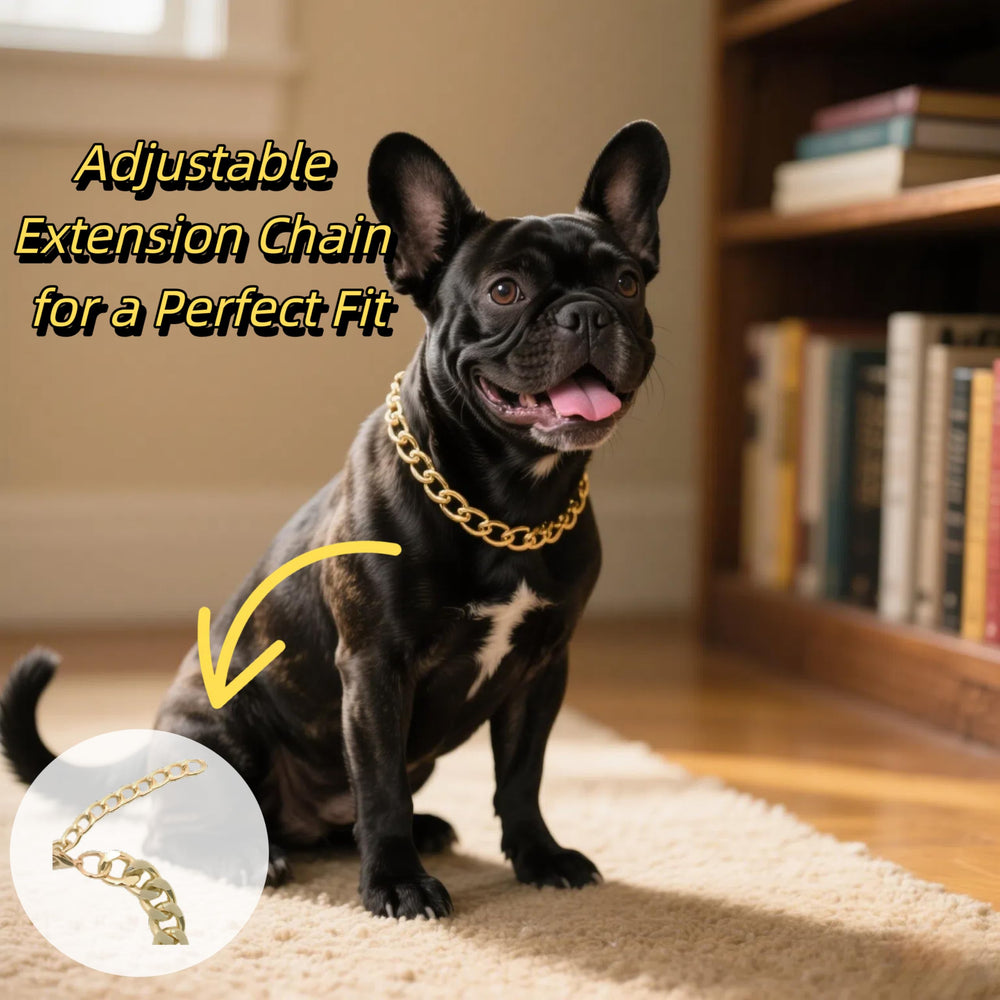 CWYZA gold dog Cuban link on dog shows stylish, durable accessory
