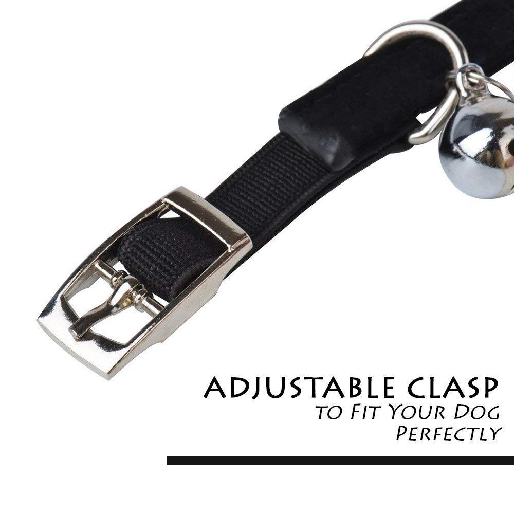 C&Xanadu cat collar worn by a small pet for stylish look