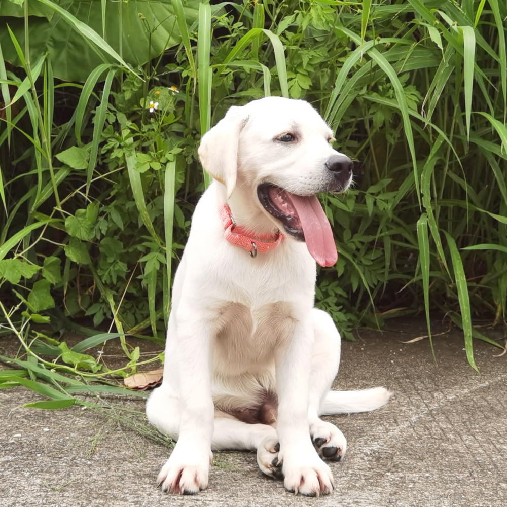 Cyclpet collar Living Coral color offers stylish daily wear for active dogs.