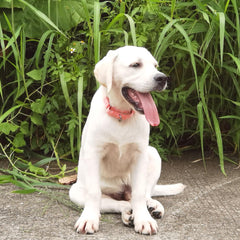 Cyclpet collar Living Coral color offers stylish daily wear for active dogs.
