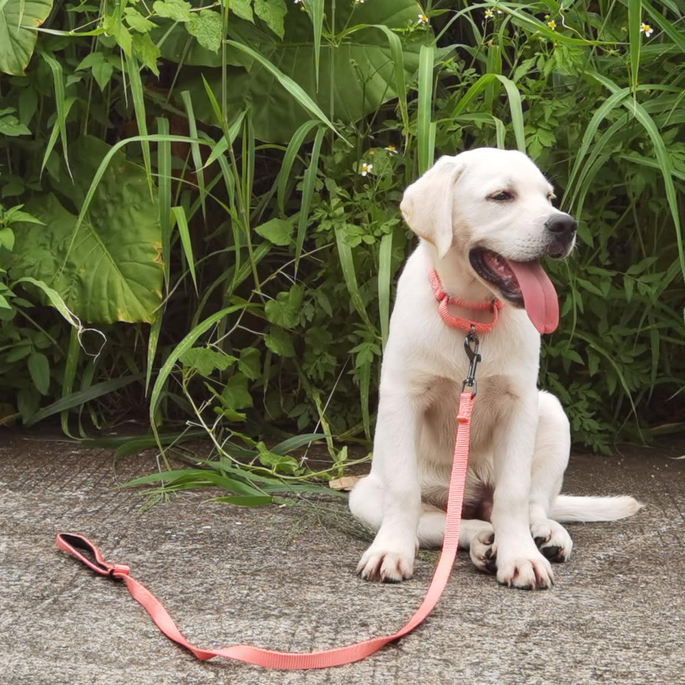 Cyclpet small-size collar fits compact necks for secure daily walks.