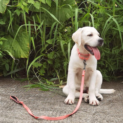 Cyclpet small-size collar fits compact necks for secure daily walks.