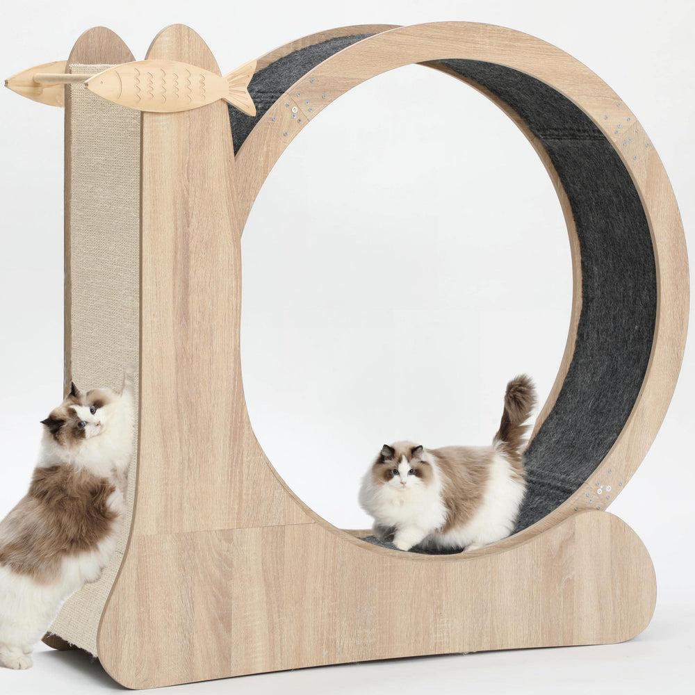 CYlively cat wheel assembly shows quick, tool-light setup for indoor cats.