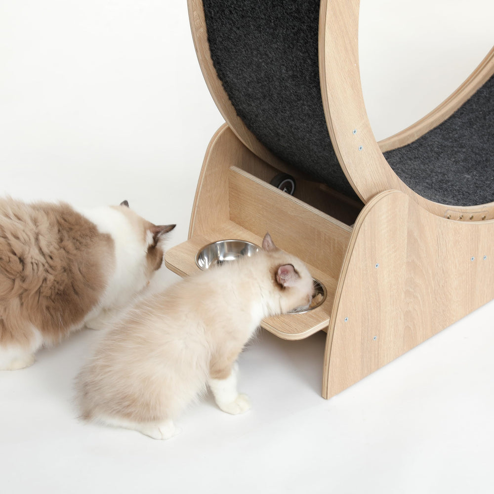 CYlively wide-base cat wheel for stability up to 44 lbs