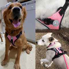 Cymiler harness adjustment demonstrates easy fit with four straps for different breeds