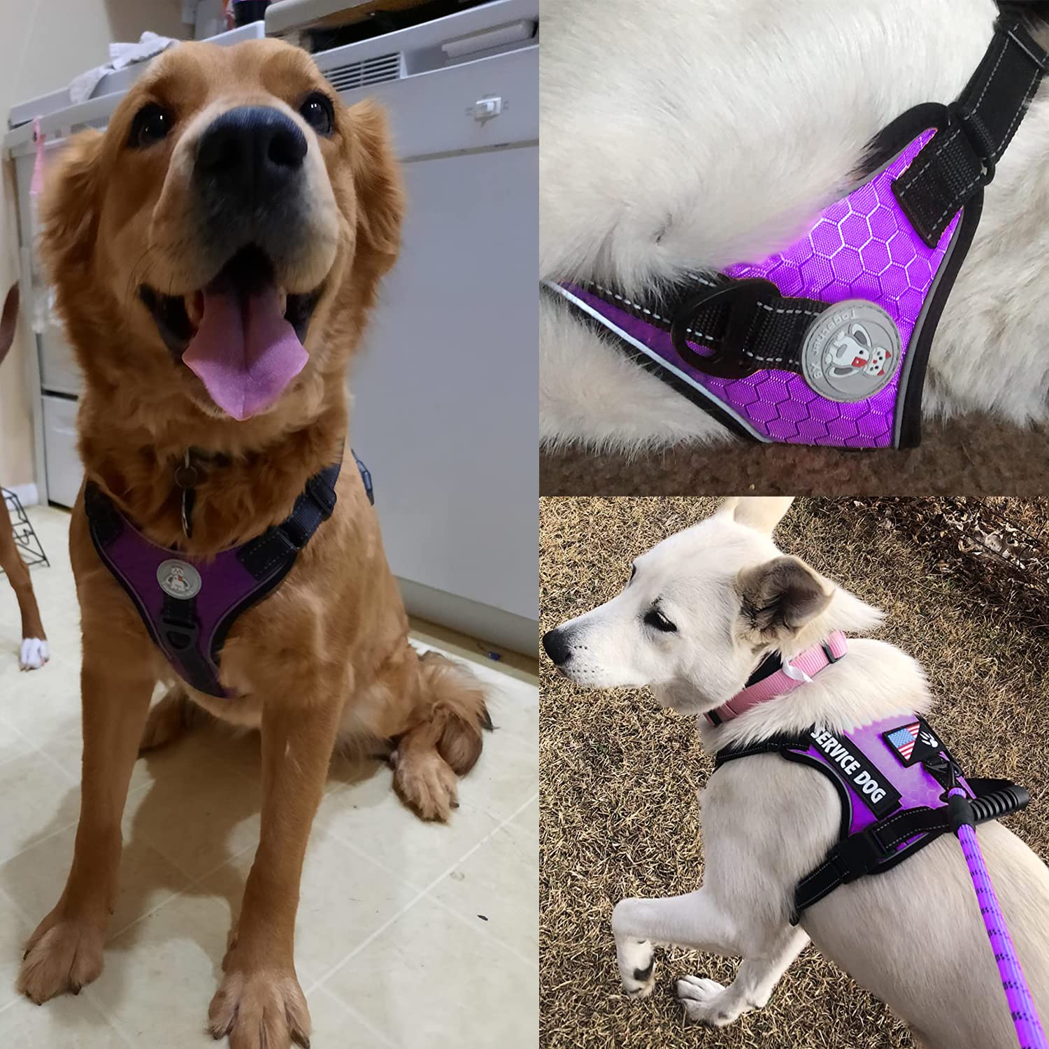 Cymiler 5ft nylon dog leash highlights sturdy grip for secure walks.