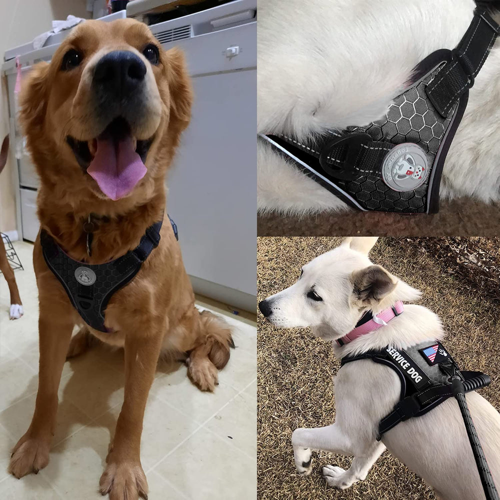 Cymiler 5ft nylon leash offers sturdy grip and controlled walks.