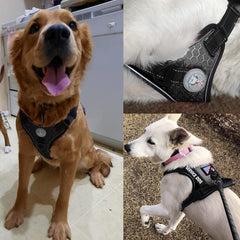 Cymiler 5ft nylon leash offers sturdy grip and controlled walks.