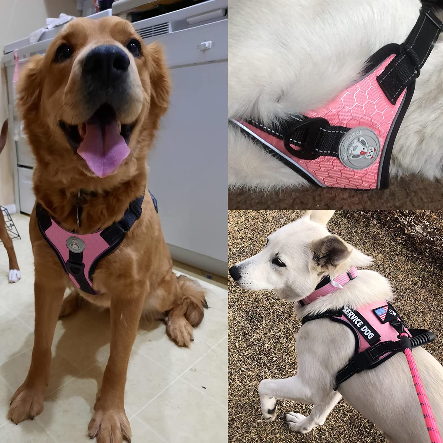 Cymiler 5ft nylon leash with padded handle enables comfortable daily walking.