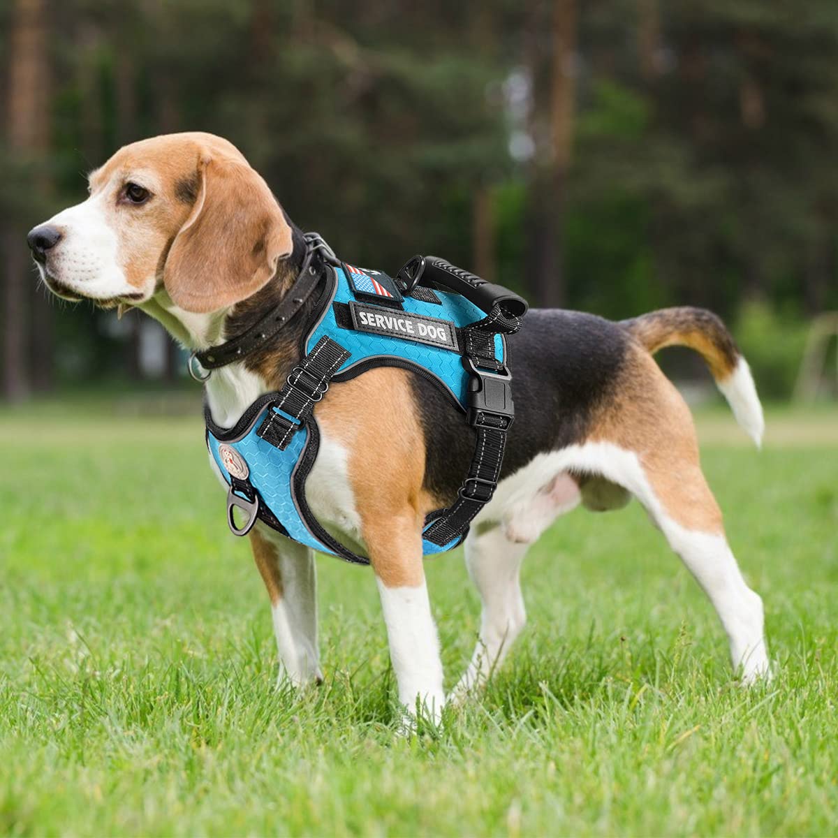 Cymiler service dog vest front-clip demonstrates pull control during training.