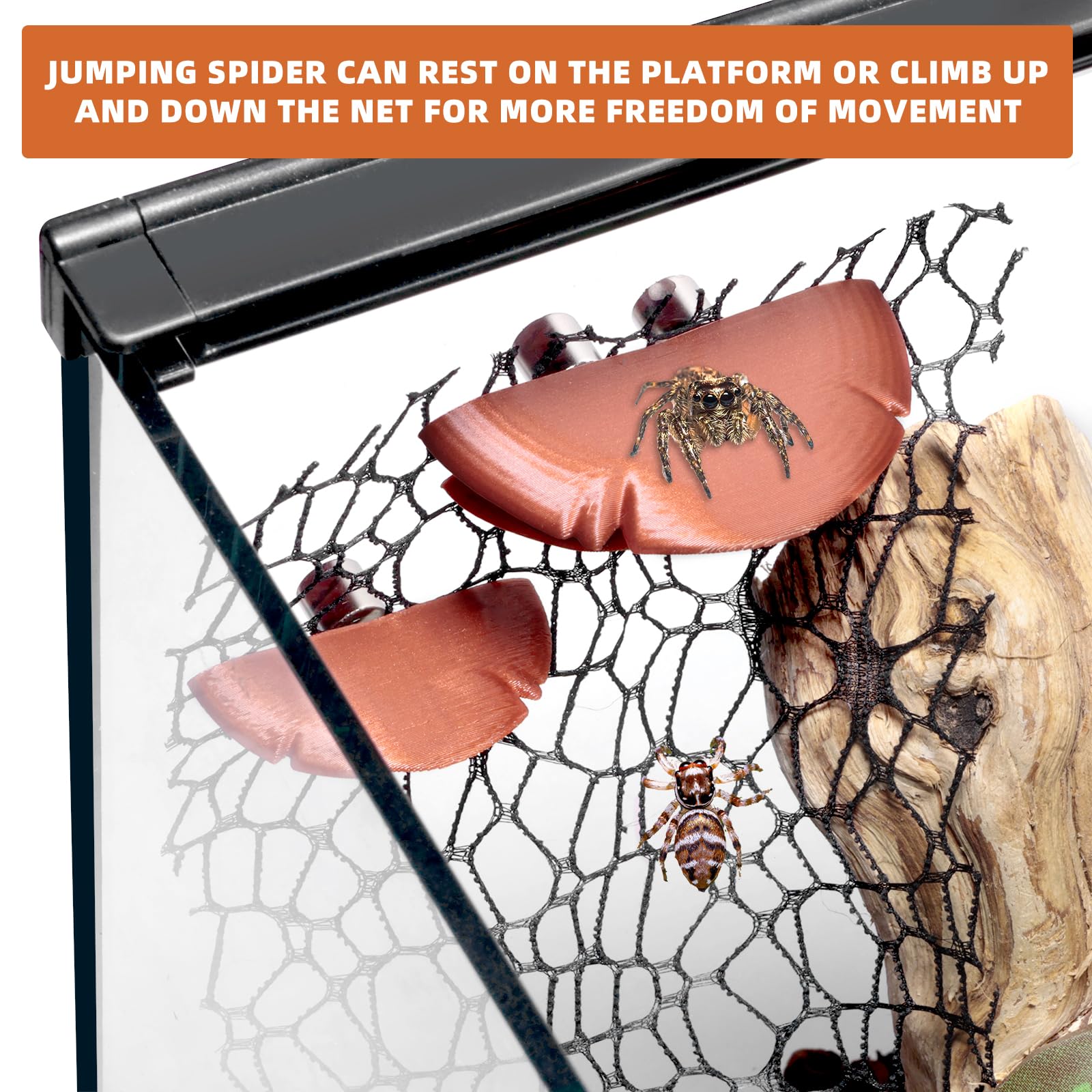 Cynailli jumping spider enclosure accessories in brown, enrich habitat with climbing and feeding platforms.