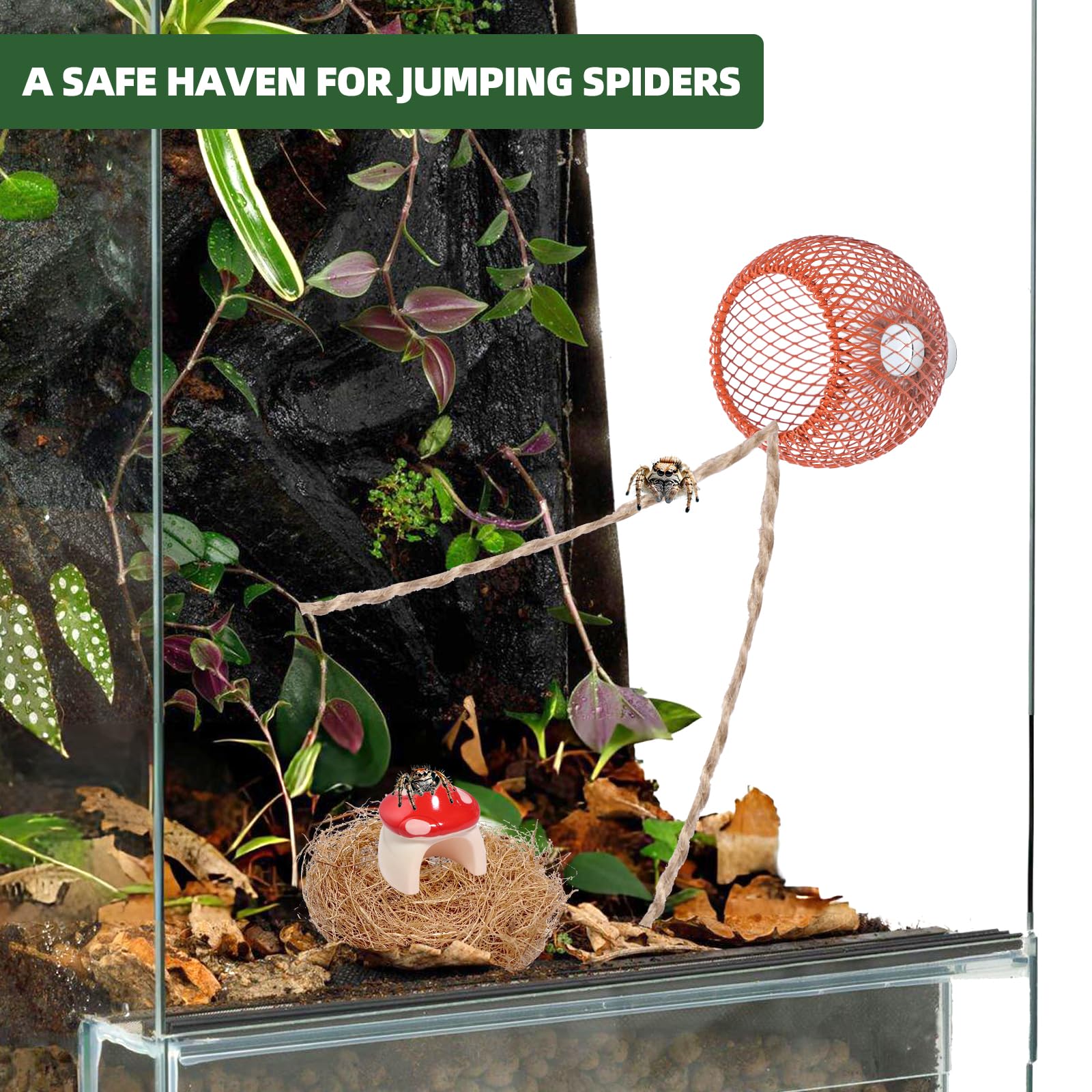 Cynailli metal jumping spider cage emphasizes durability and safe handling.