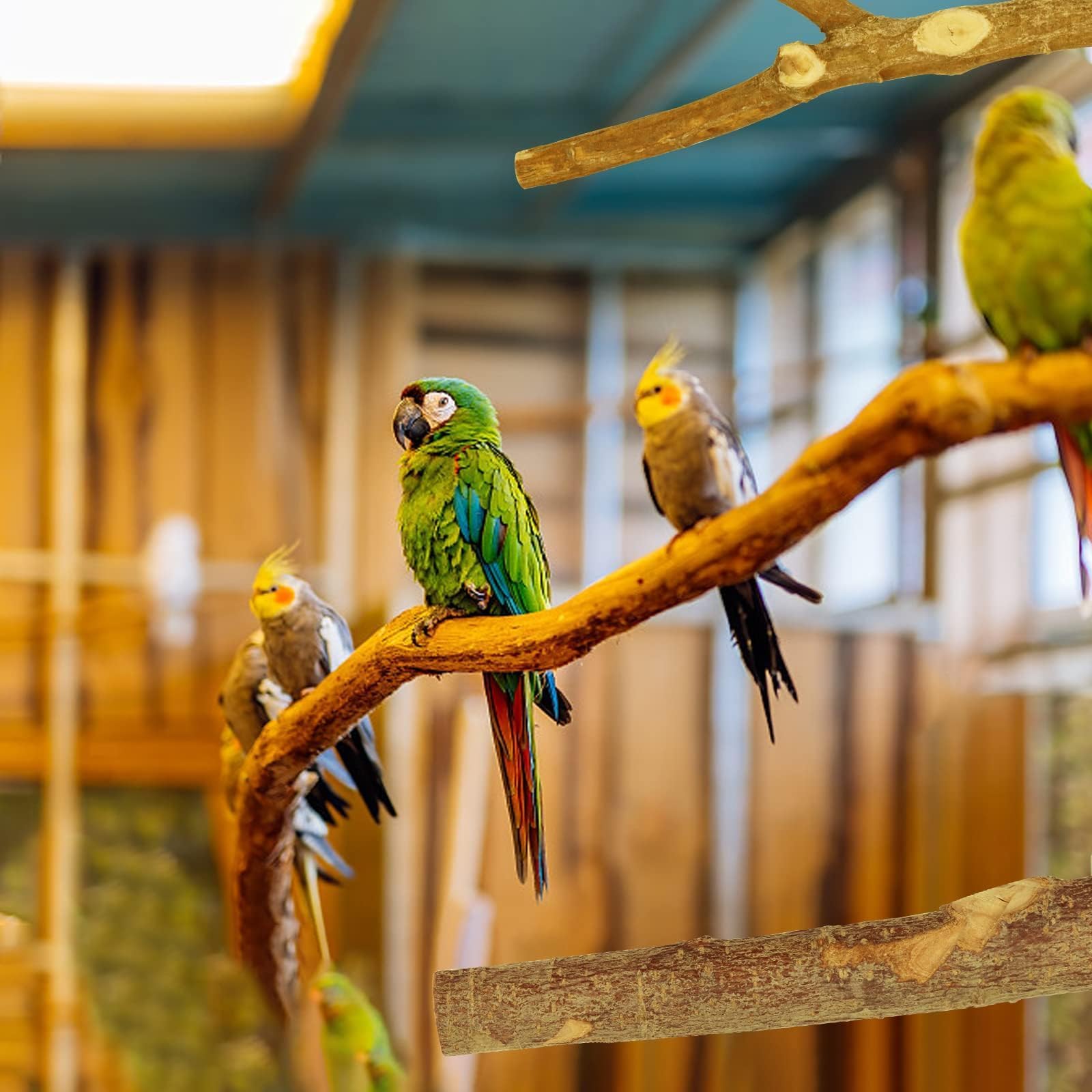 CZWESTC enrichment setup perch invites daily exploration and play.
