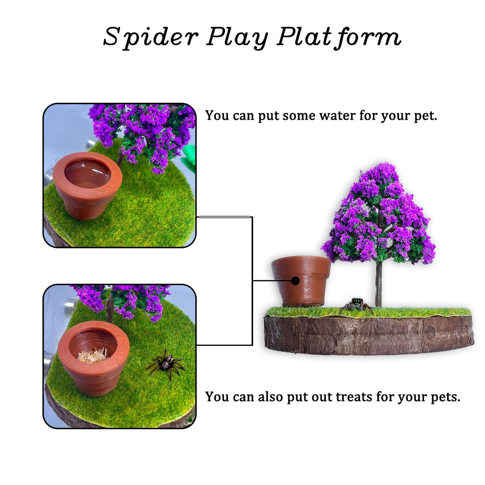 Daerky Jumping Spider Habitat with artificial turf top for natural resting and exploring.