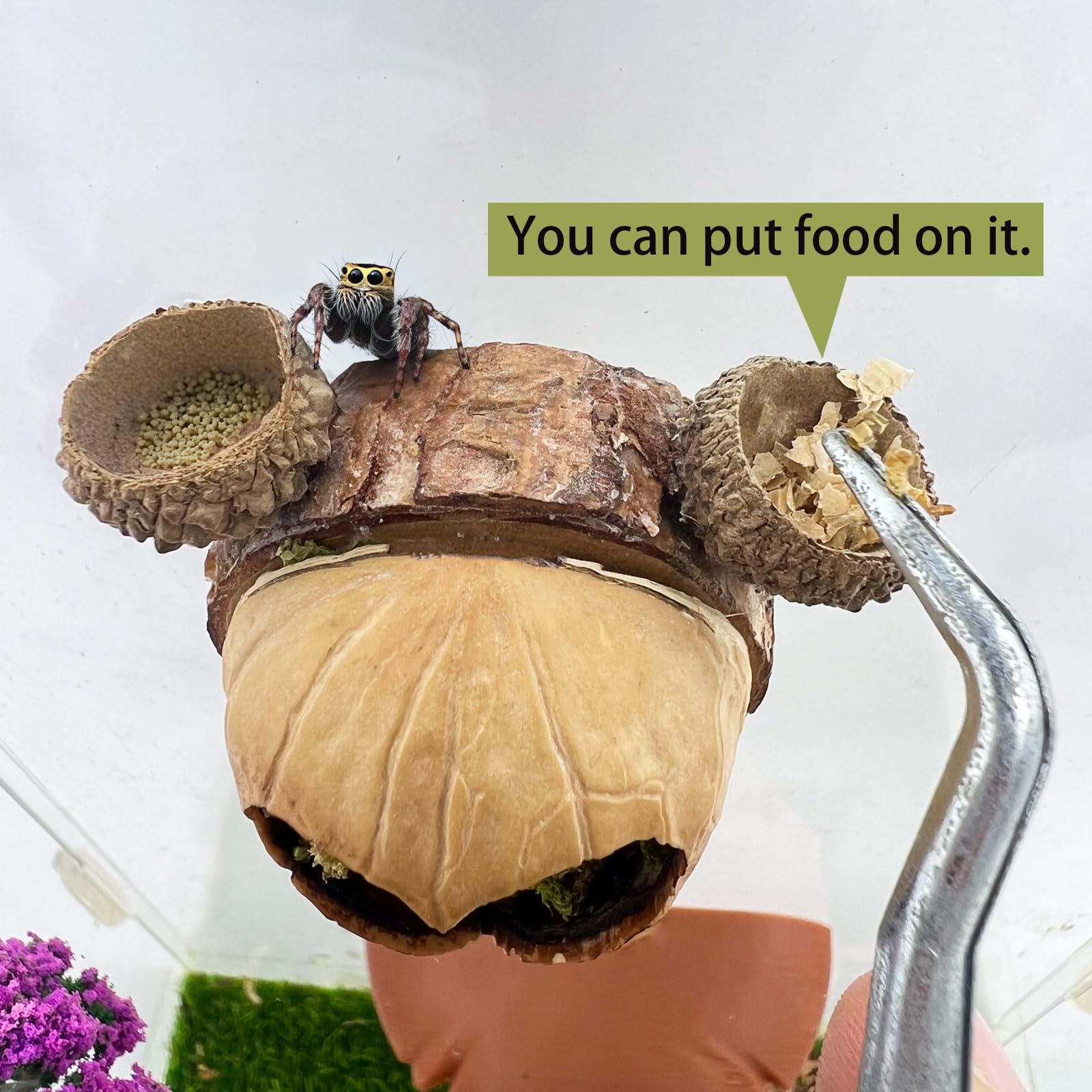 Daerky Jumping Spider Hideaway with acorn-cap top for extra climbing and hiding space.