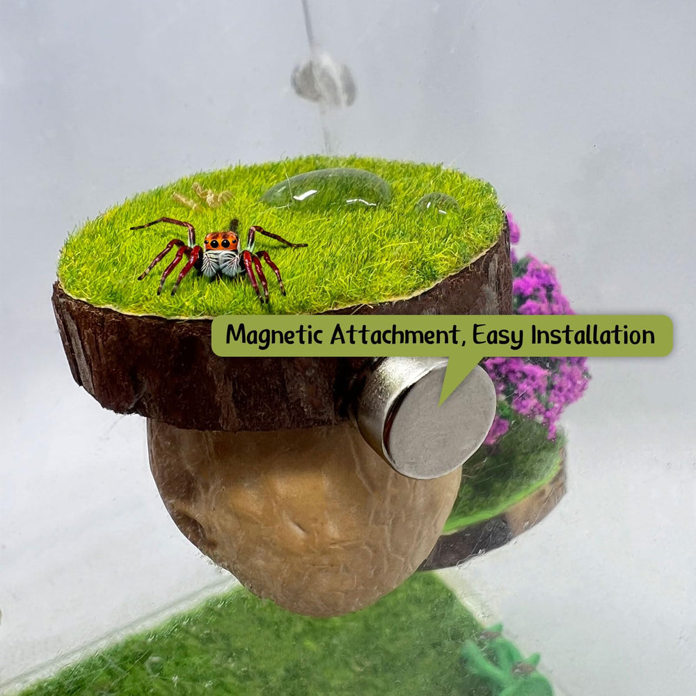 Daerky Jumping Spider Hideout natural walnut finish complements terrarium decor and authenticity.