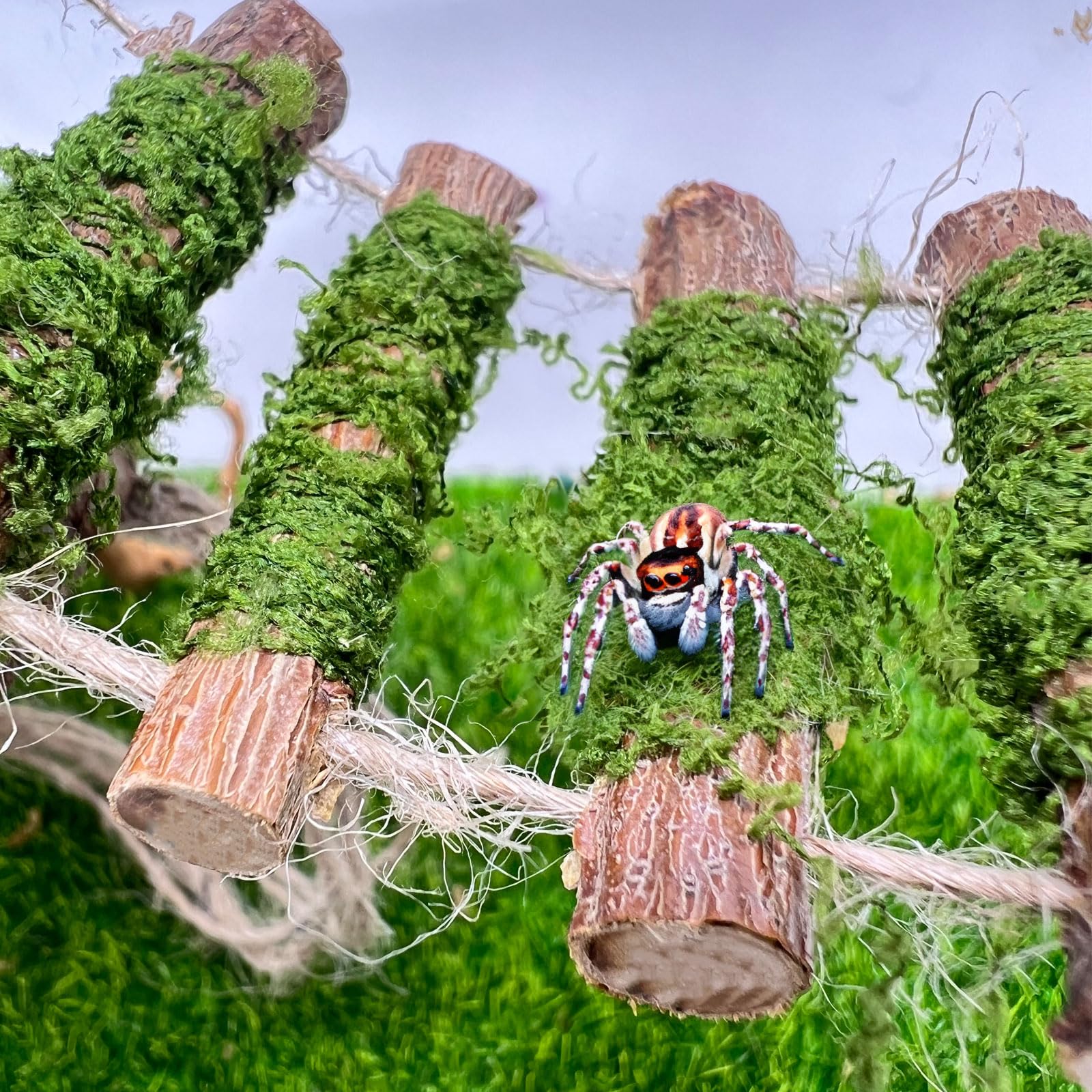 Daerky Jumping Spider magnets inside ensure secure, aesthetic mounting.