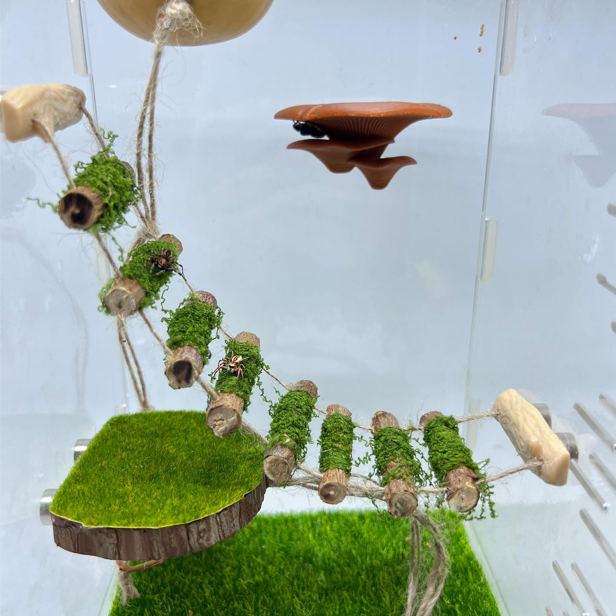 Daerky Jumping Spider Rope Bridge main view highlights handmade wood and enrichment routes.