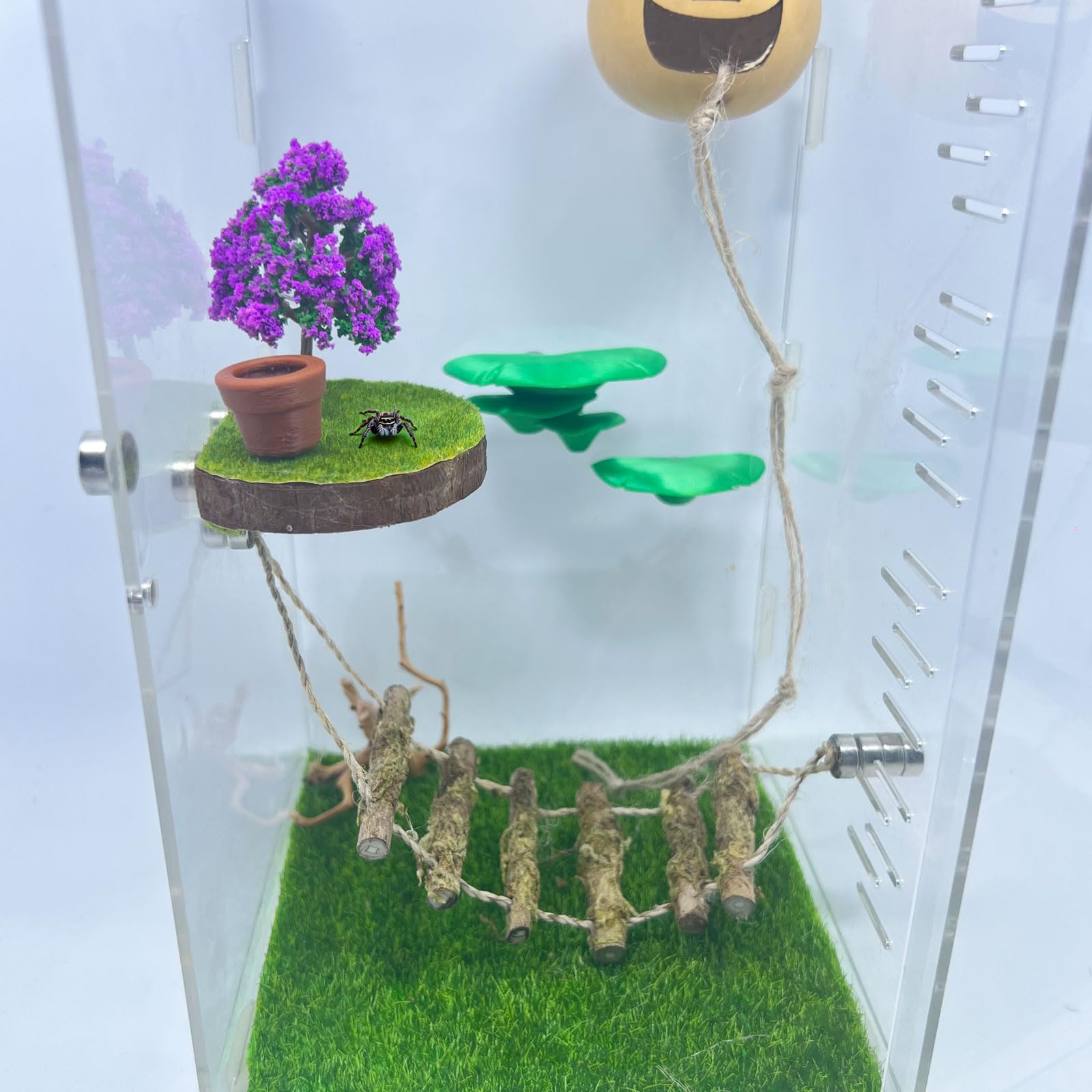 Daerky spider-enclosure-accessory decorative detail enhances enclosure aesthetics.