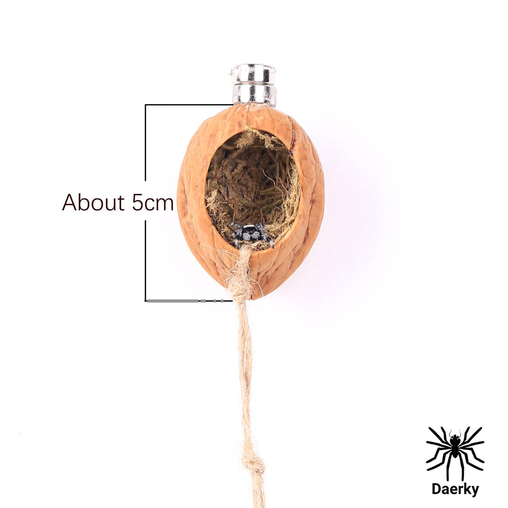Daerky walnut skin spider shelter with heart opening for shelter and viewing.