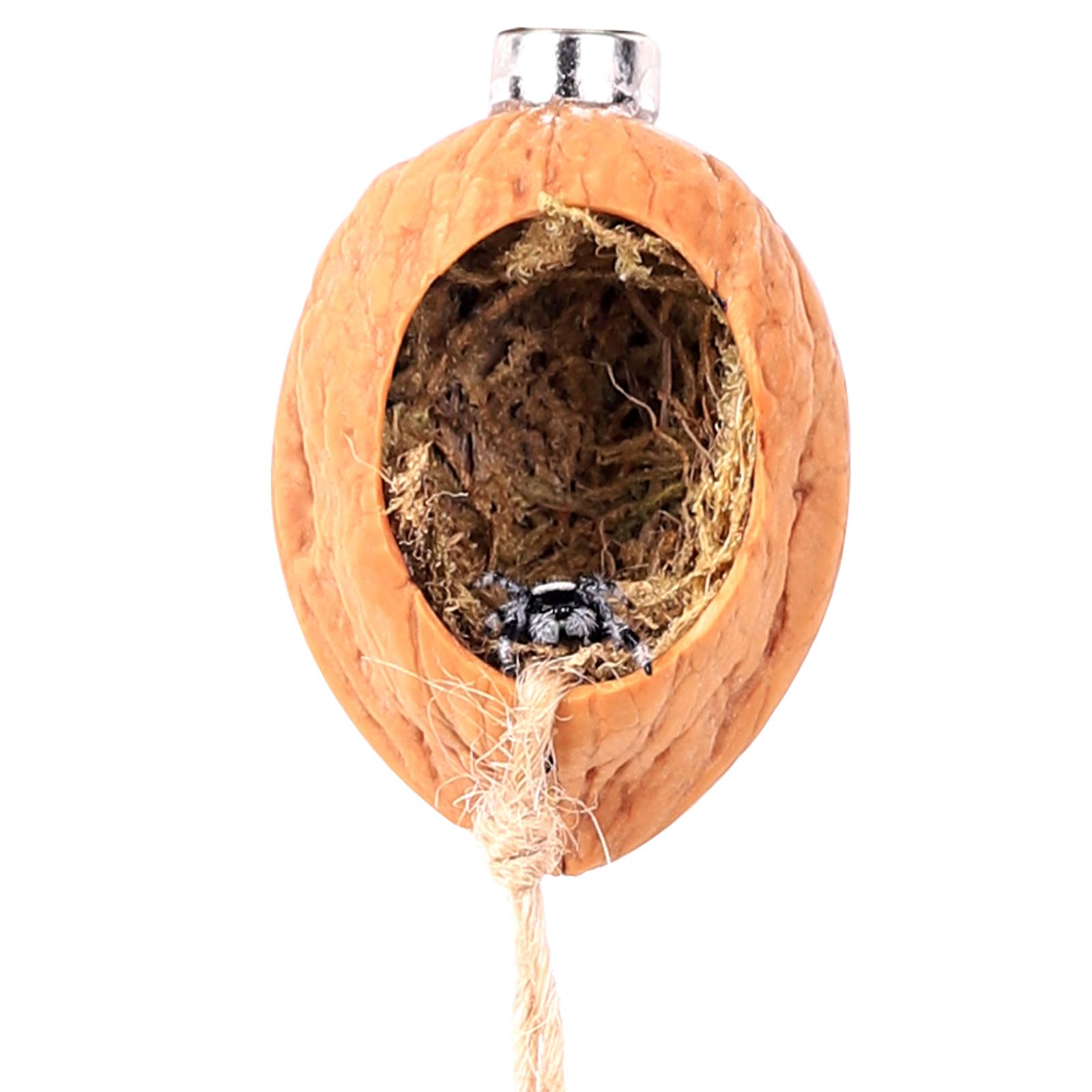 Daerky walnut skin spider shelter with oval opening for jumping spiders.