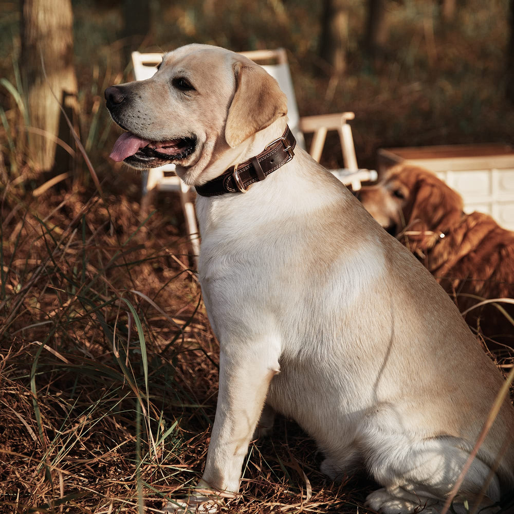 DAIHAQIKO welded D-ring demonstrates secure leash attachment for training.