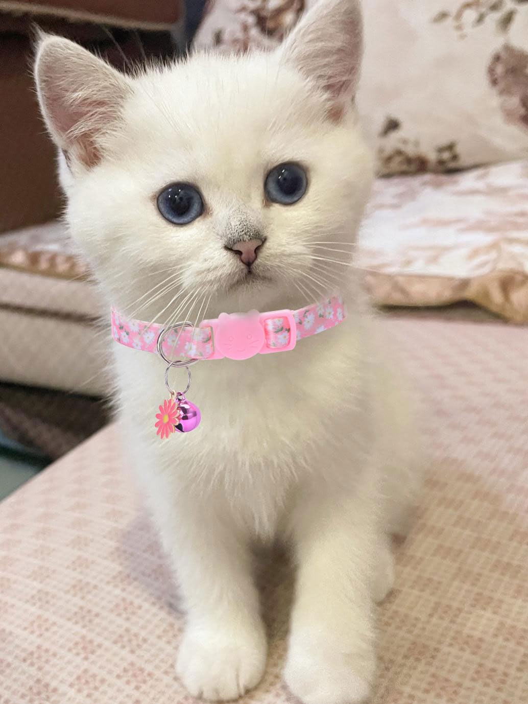 DALOO adjustable fit collar for small cats ensures secure comfortable sizing