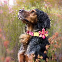 DALUZ soft cotton-polyester webbing provides comfort and durability for every walk.
