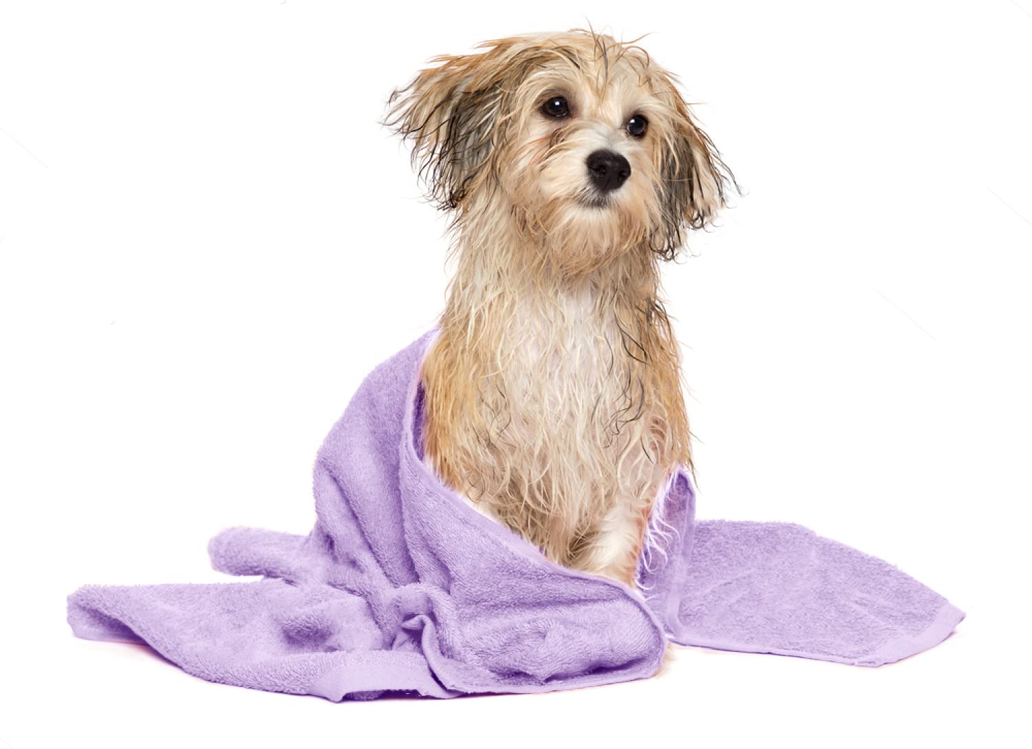 DAN RIVER towel is suitable for dogs, cats, and other pets.