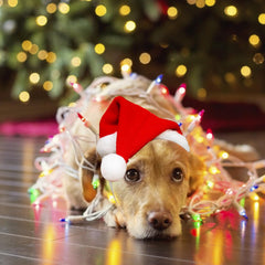 Dancepanda mini cat Santa hat red side view for versatile pet use.