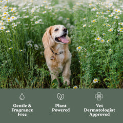 Dandylion Clean Paws foaming cleanser close-up highlights gentle, fragrance-free formula.