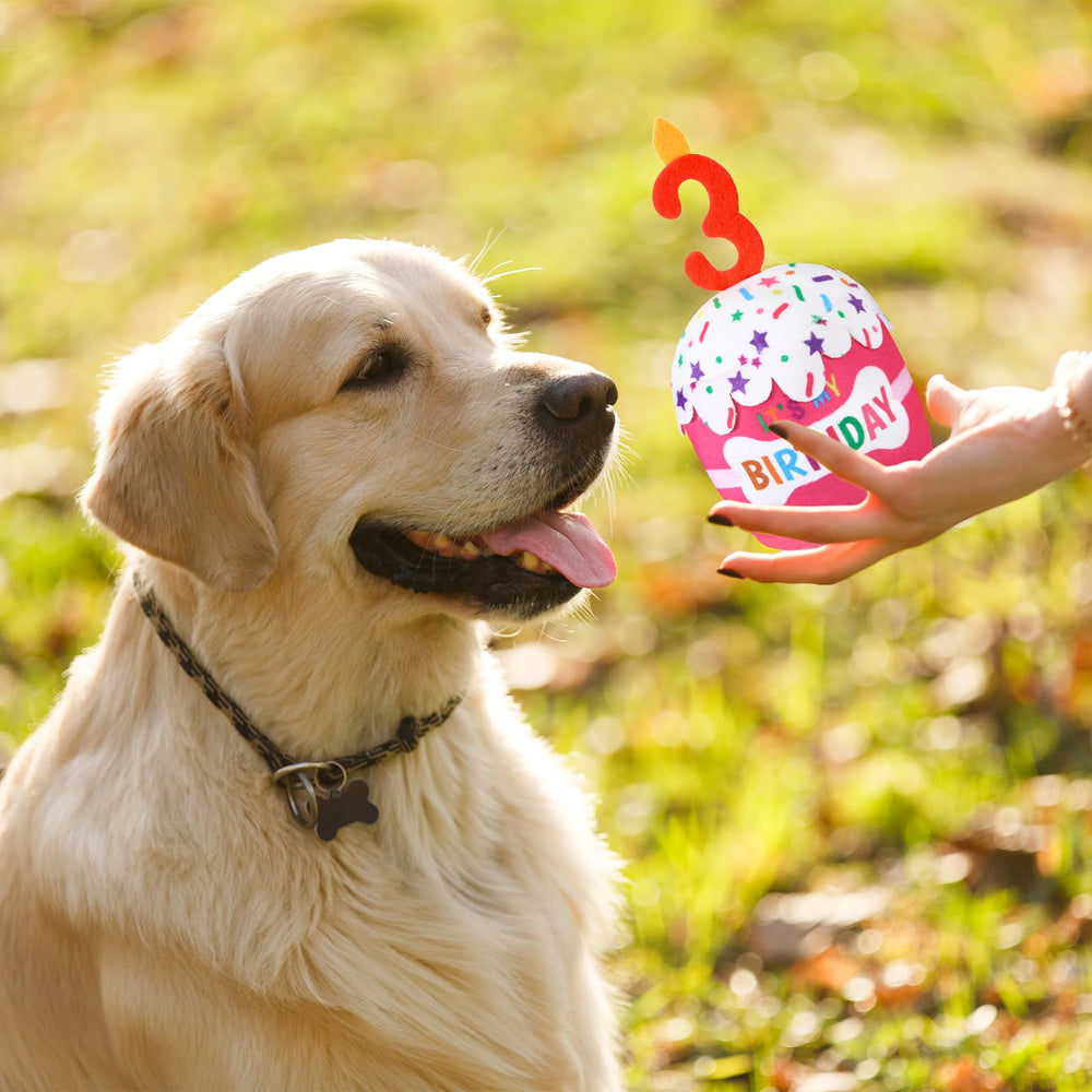 Dansydaisy dog birthday cake toy pink in action for daily cuddles and fetch.