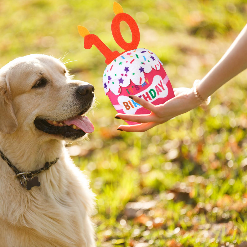 Dansydaisy dog birthday cake toy soft surface promoting gentle chewing and teething-friendly fun