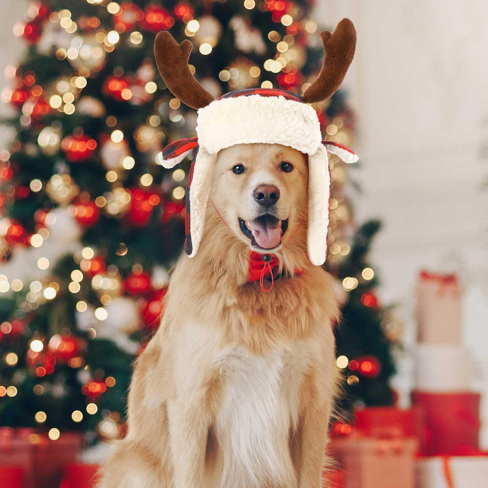 Dansydaisy dog wearing Christmas hat showcases festive charm