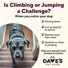Dave's Pet Food real-chicken-first-ingredient highlights high-quality protein for muscles