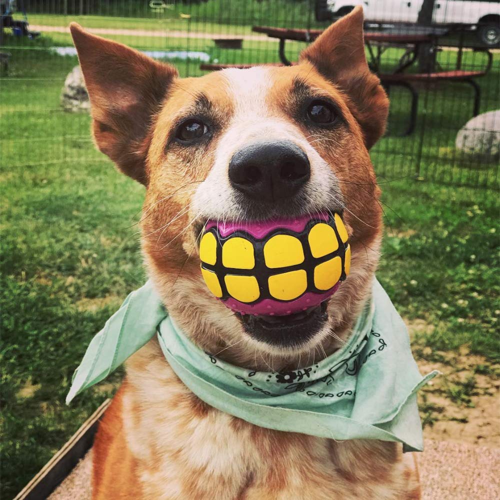 Dawg Grillz award-winning design image references Dragon's Den feature for credibility