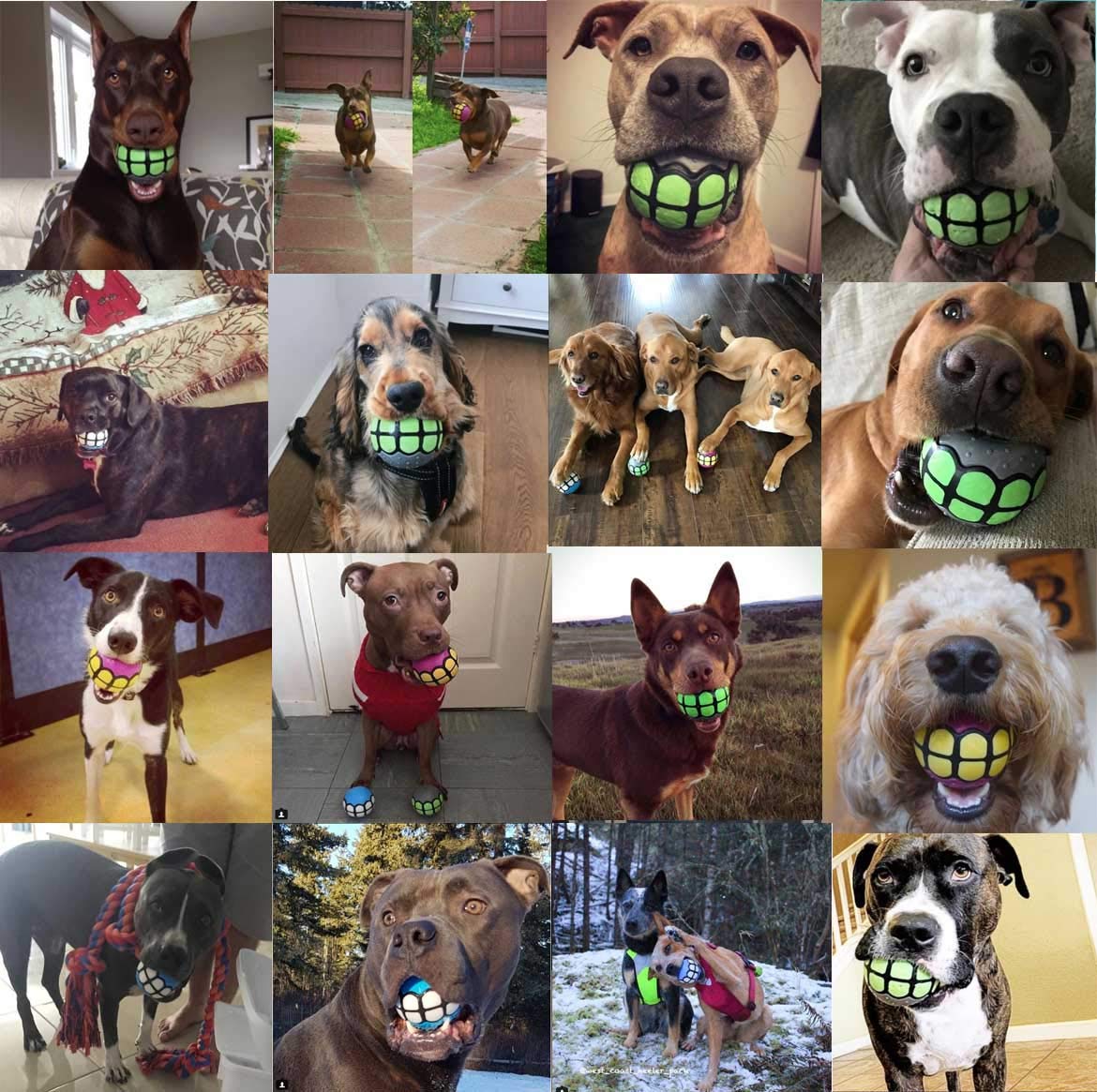 Dawg Grillz variety-pack dog balls image showcases options for different dogs' preferences