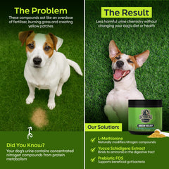 Daybreak Nutrition Green Relief being mixed into dog food demonstrates easy daily dosing and palatability