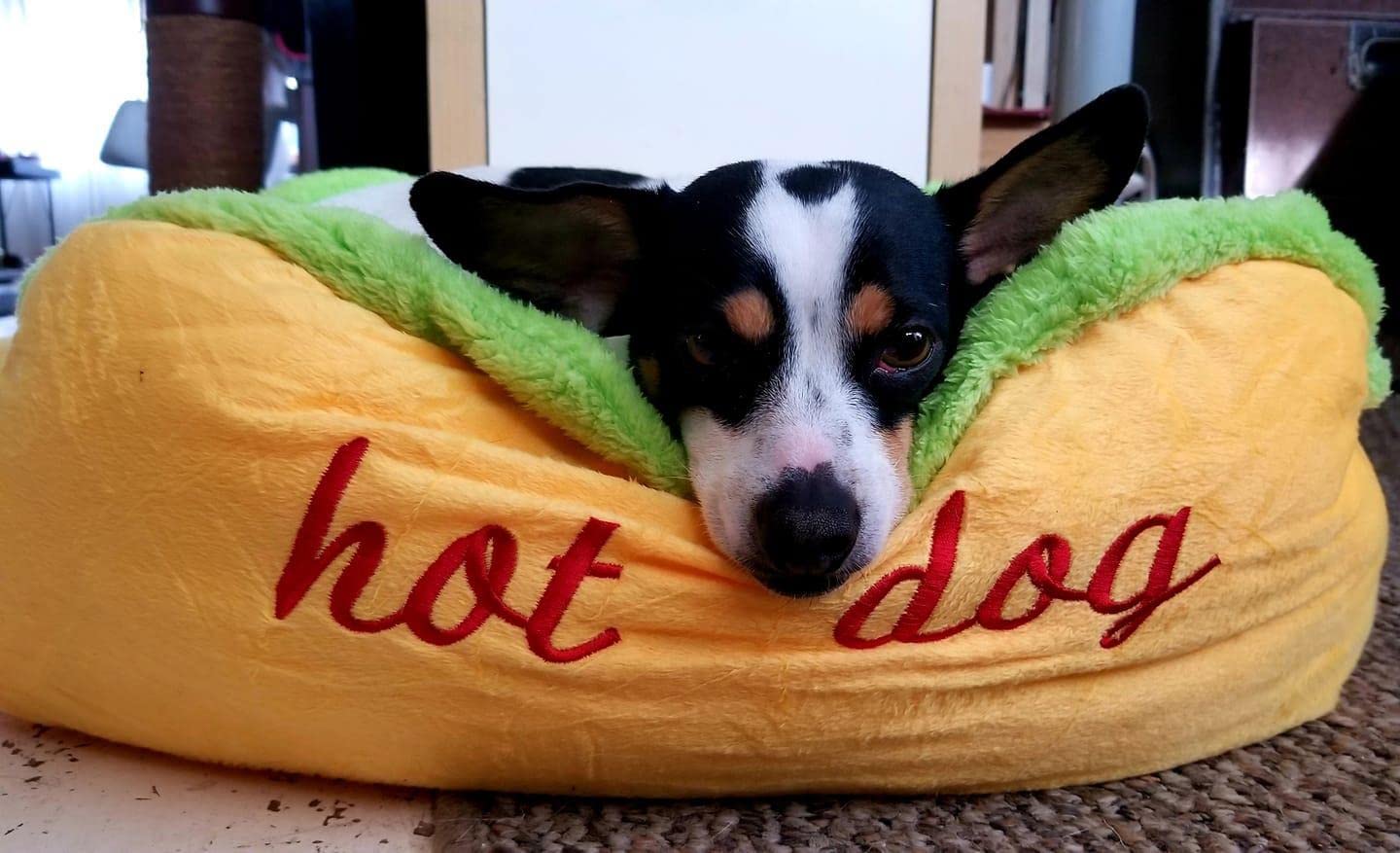 DAZZLING BEAUTY hotdog design dog bed soft close-up emphasizes plush texture and warmth