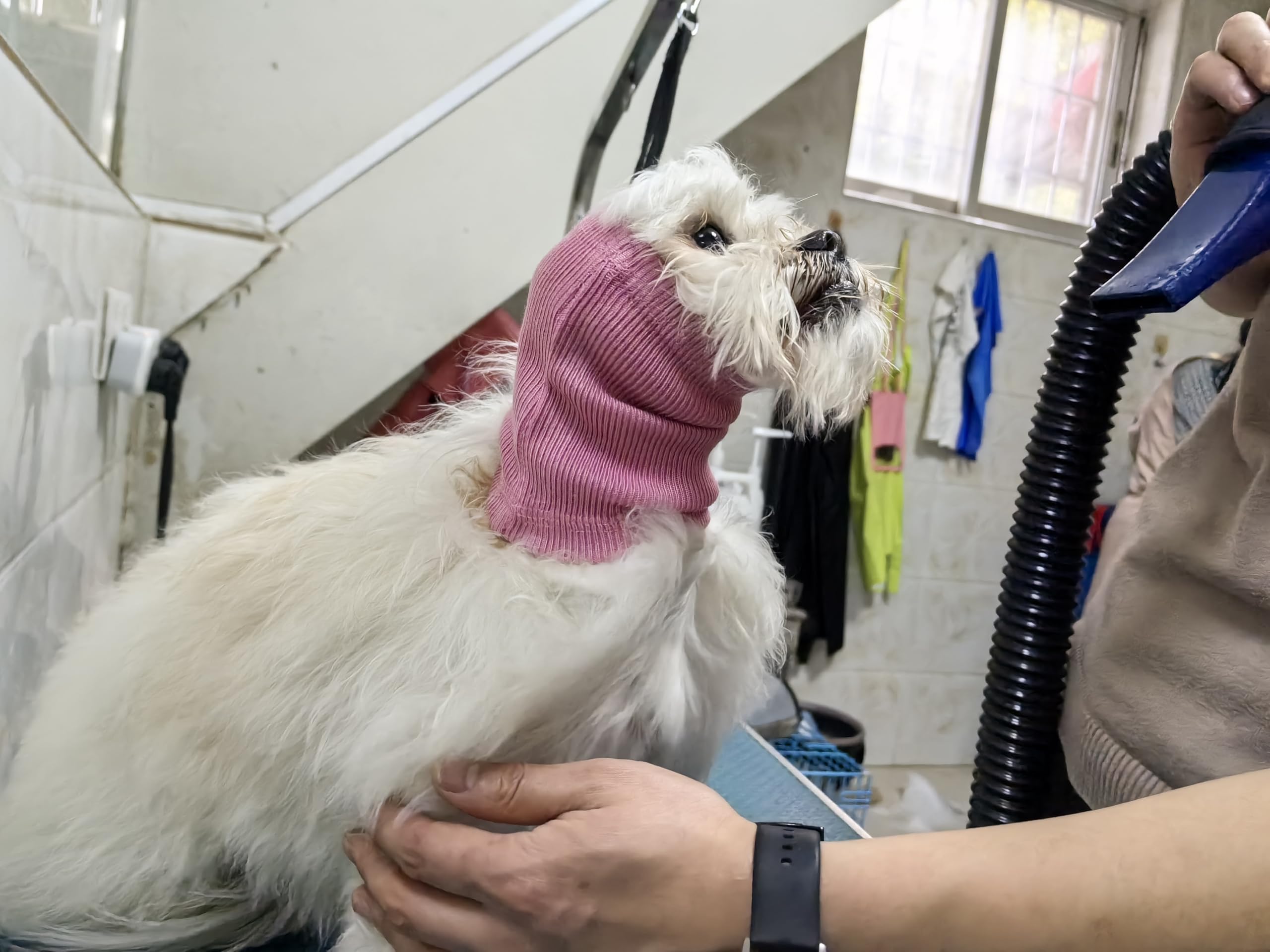 DDFS car-ride dog ear cover red M worn during travel reduces stress.