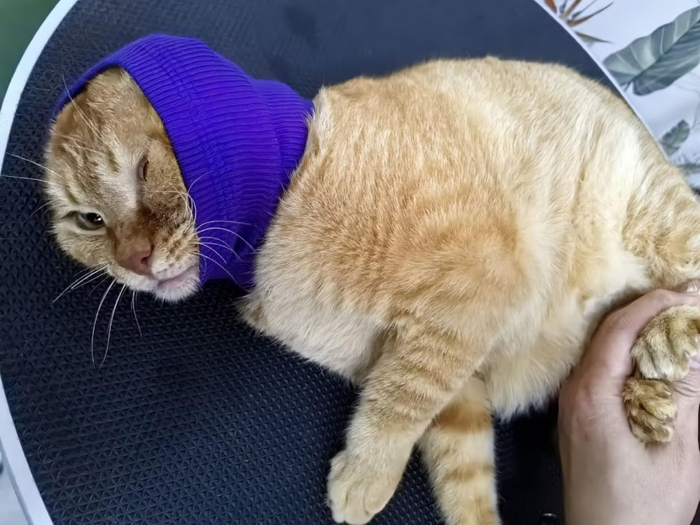 DDFS cat ear wrap noise protection fabric closeup highlights soft skin-friendly material