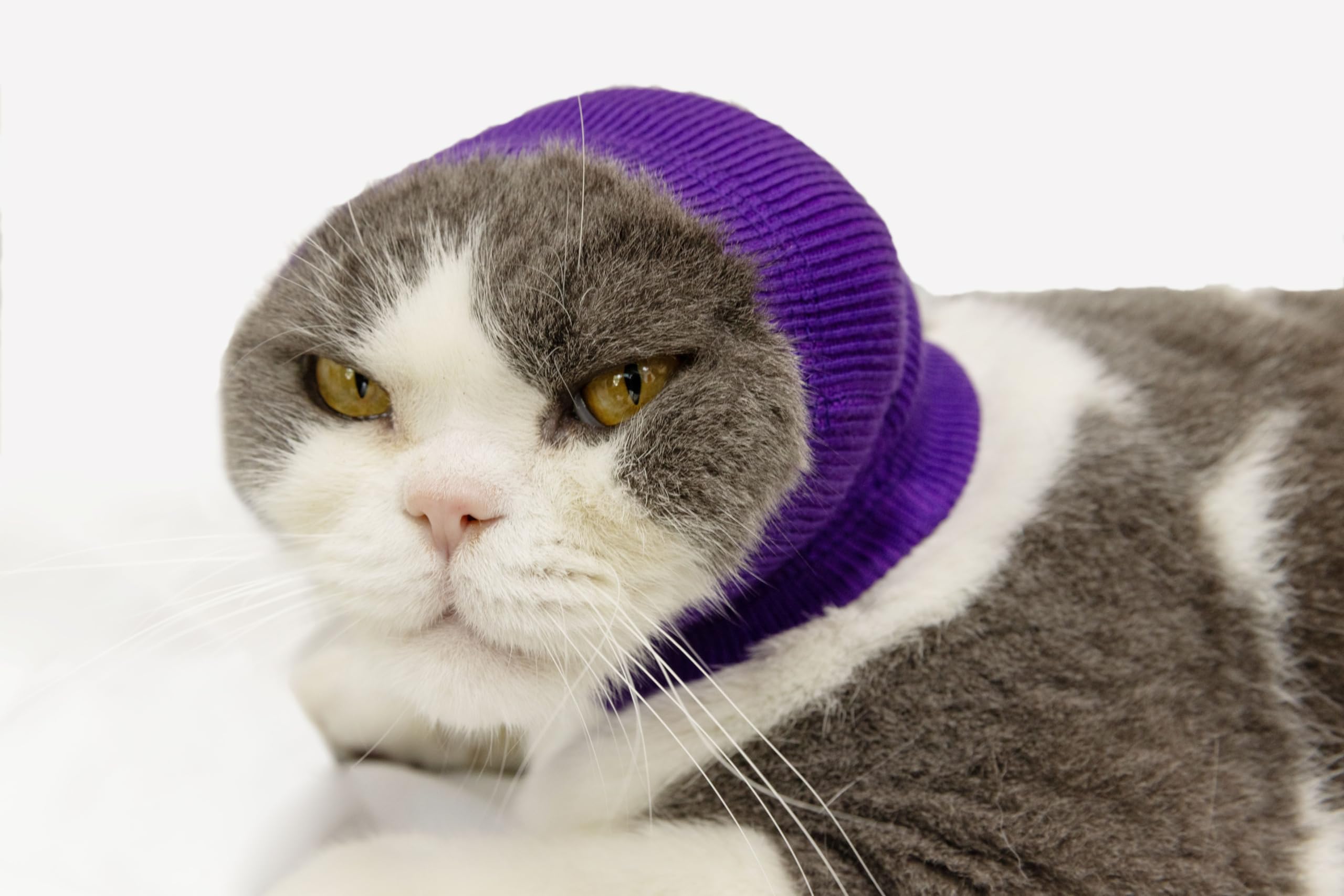 DDFS cat ear wrap noise protection front view highlights lightweight grooming comfort for pets