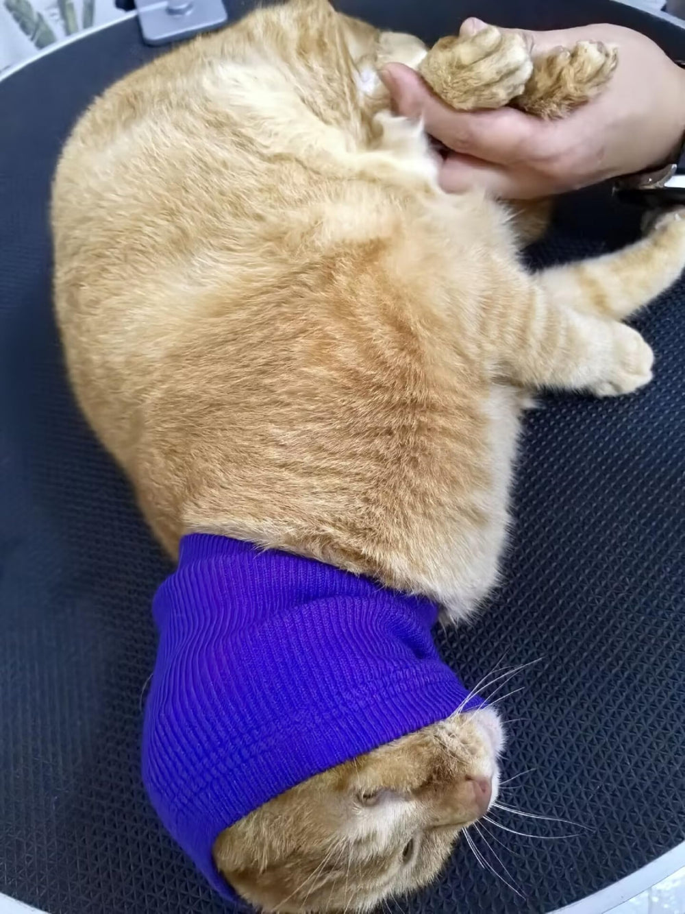 DDFS cat ear wrap noise protection grooming scene shows secure fit during brushing
