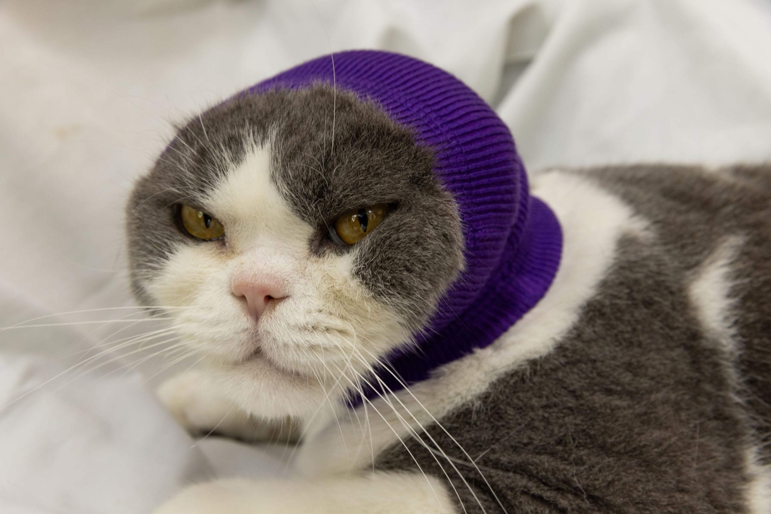 DDFS cat ear wrap noise protection packaging size guide highlights sizing options