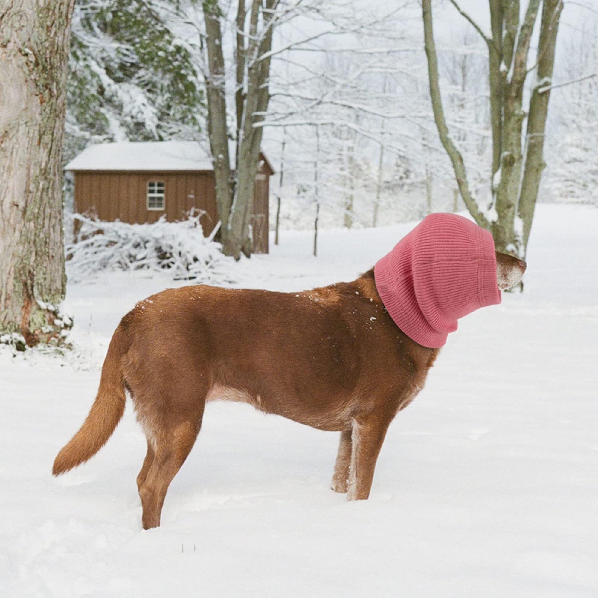 DDFS grooming-ready ear cover red M demonstrates quick calm during visits.