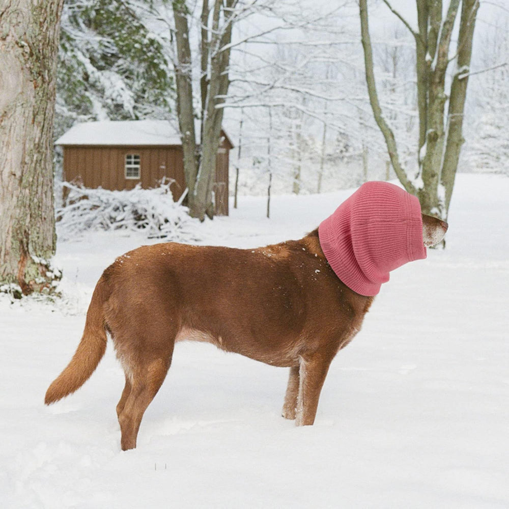 DDFS grooming-ready ear cover red M demonstrates quick calm during visits.