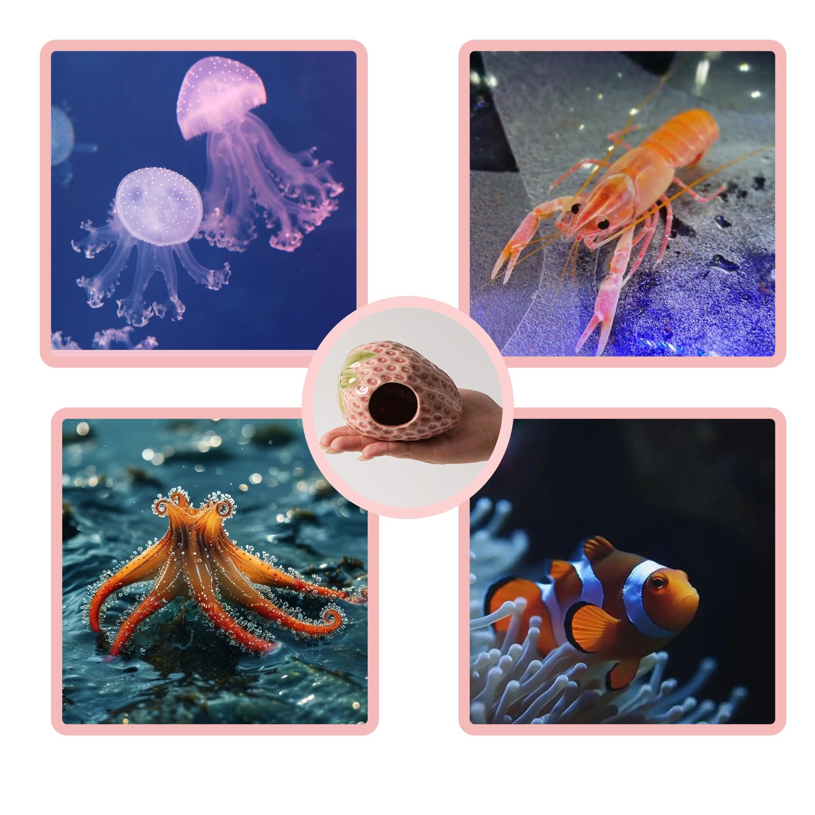 Deapeey strawberry cave pink gift packaging for aquarium lovers.