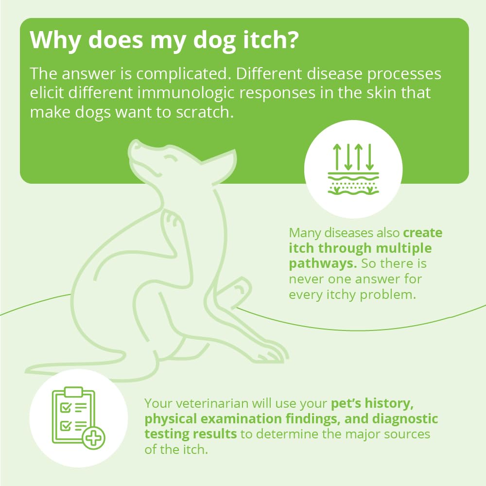 Dechra DermAllay oatmeal conditioner lather on fur for conditioning.