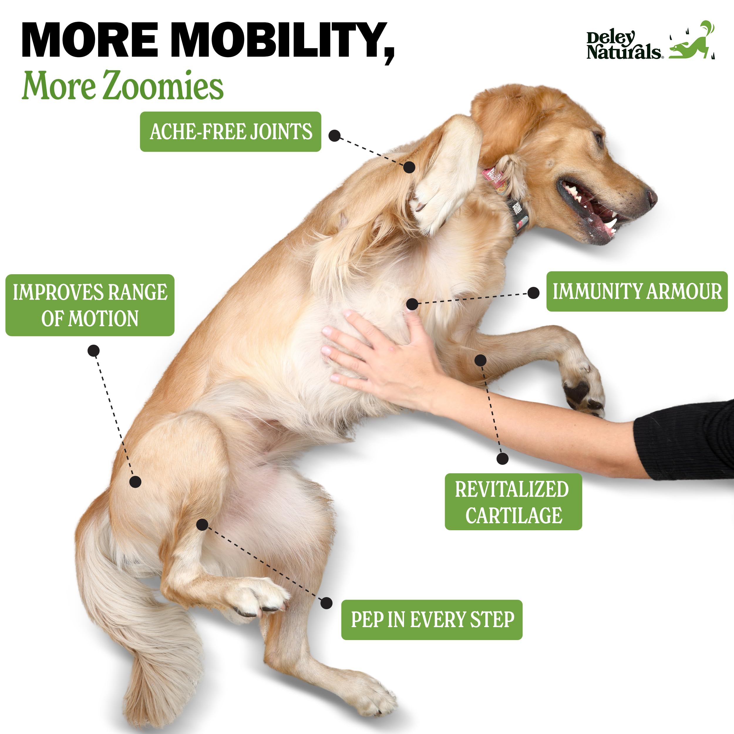 Deley Naturals dog running shows improved flexibility and active lifestyle.